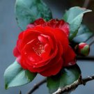 Red Camellia Japonica Flower plant Plant Rare Plant For Your Home Garden