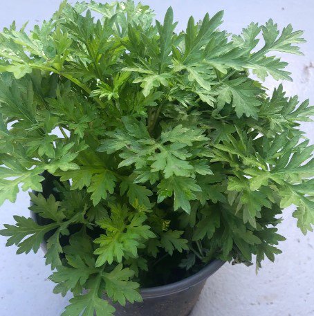 MUGWORT small live plant Plant Rare Plant For Your Home Garden