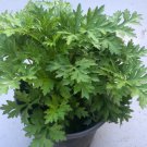 MUGWORT small live plant Plant Rare Plant For Your Home Garden