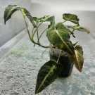 Wendlandii Syngonium Flower live plant Plant Rare Plant For Your Home Garden