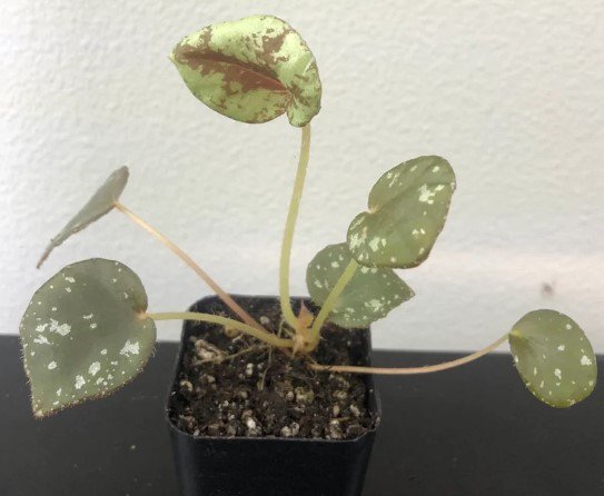 begonia nigritarum Flower live plant Plant Rare Plant For Your Home Garden