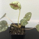 begonia nigritarum Flower live plant Plant Rare Plant For Your Home Garden