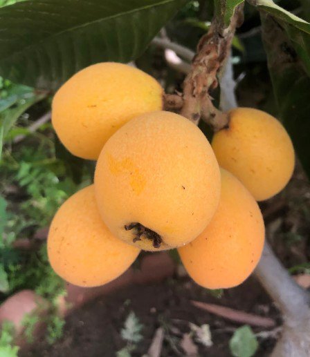 Loquat Tropical Fruit live plant Plant Rare Plant For Your Home Garden