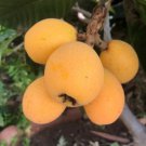 Loquat Tropical Fruit live plant Plant Rare Plant For Your Home Garden