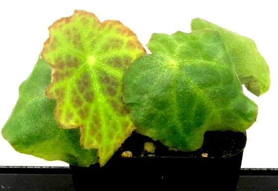 Begonia Geogoensis Flower live plant Plant Rare Plant For Your Home Garden