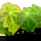 Begonia Geogoensis Flower live plant Plant Rare Plant For Your Home Garden