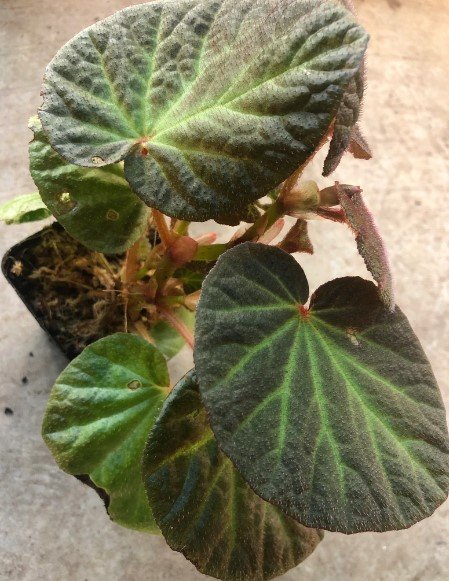 Begonia manaus Flower live plant Plant Rare Plant For Your Home Garden