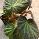 Begonia manaus Flower live plant Plant Rare Plant For Your Home Garden