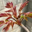 Chinese toon tree live plant Plant Rare Plant For Your Home Garden