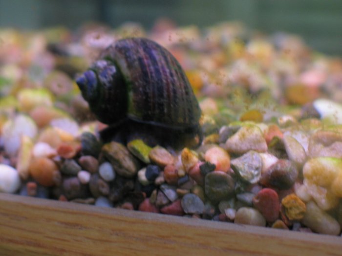 30 Pond Snails (Trapdoor Snails)