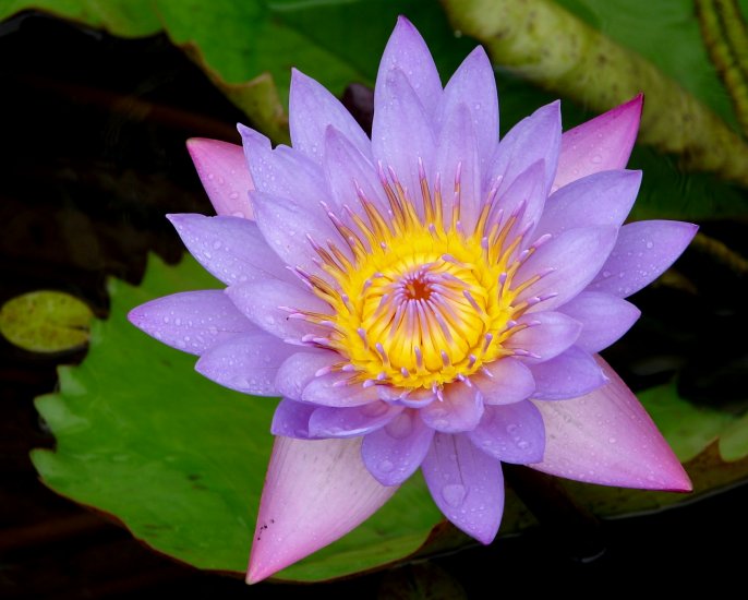 Blue Capensis Water Lily (Pond Plants)