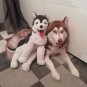 IKEA Livlig Husky Dog Large SOFT Plush Toy SIBERIAN White Gray Klappar Gosig