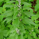 Motherwort (Leonurus Cardiaca)- 50 seeds    (#1)