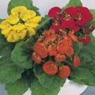Slipper Flower- (Calceolaria Herbeohybrida) Fashion Mix- 50 Seeds  (#3)