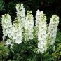 Delphinium -Consolida -White King- 50 seeds   (#4)