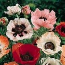 Poppy- Pizzicato Mix- 500 Seeds (#7)
