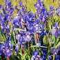 Floral BLUE IRISES Enhanced Digital Photo Matted Print, Renee Rutana