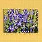 Floral BLUE IRISES Enhanced Digital Photo Matted Print, Renee Rutana