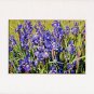 Floral BLUE IRISES Enhanced Digital Photo Matted Print, Renee Rutana