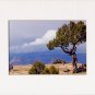 GRAND CANYON, ARIZONA TREE, White Matted Print, Renee Rutana