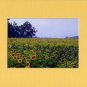FIELD of SUNFLOWERS Enhanced Digital Photo Matted Print, Renee Rutana