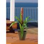 Potted Single Sword Bromeliad
