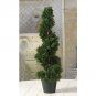 Cedar Sprial Tree 2 ft