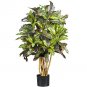 3' Croton Silk Tree