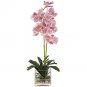 Vanda w/Glass Vase