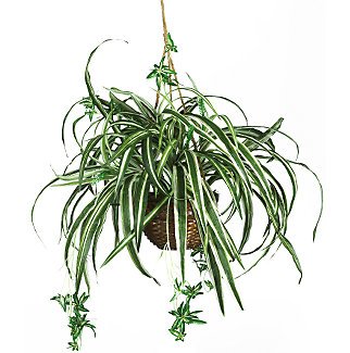Spider Silk Hanging Basket