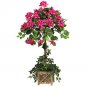 Bougainvillea Topiary w/Wood Box