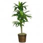48" Dracaena w/Basket Silk Plant