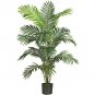 Paradise Palm Silk Tree 6'