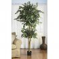 Double Ball Ficus Silk Tree 6'