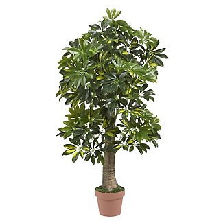 4&acirc;�� Schefflera Silk Tree