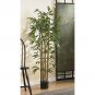 4' Multi Bambusa Bamboo Silk Tree