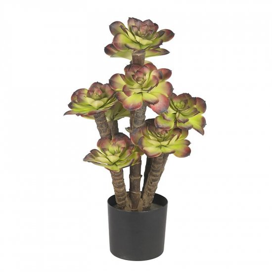 Echeveria Silk Plant