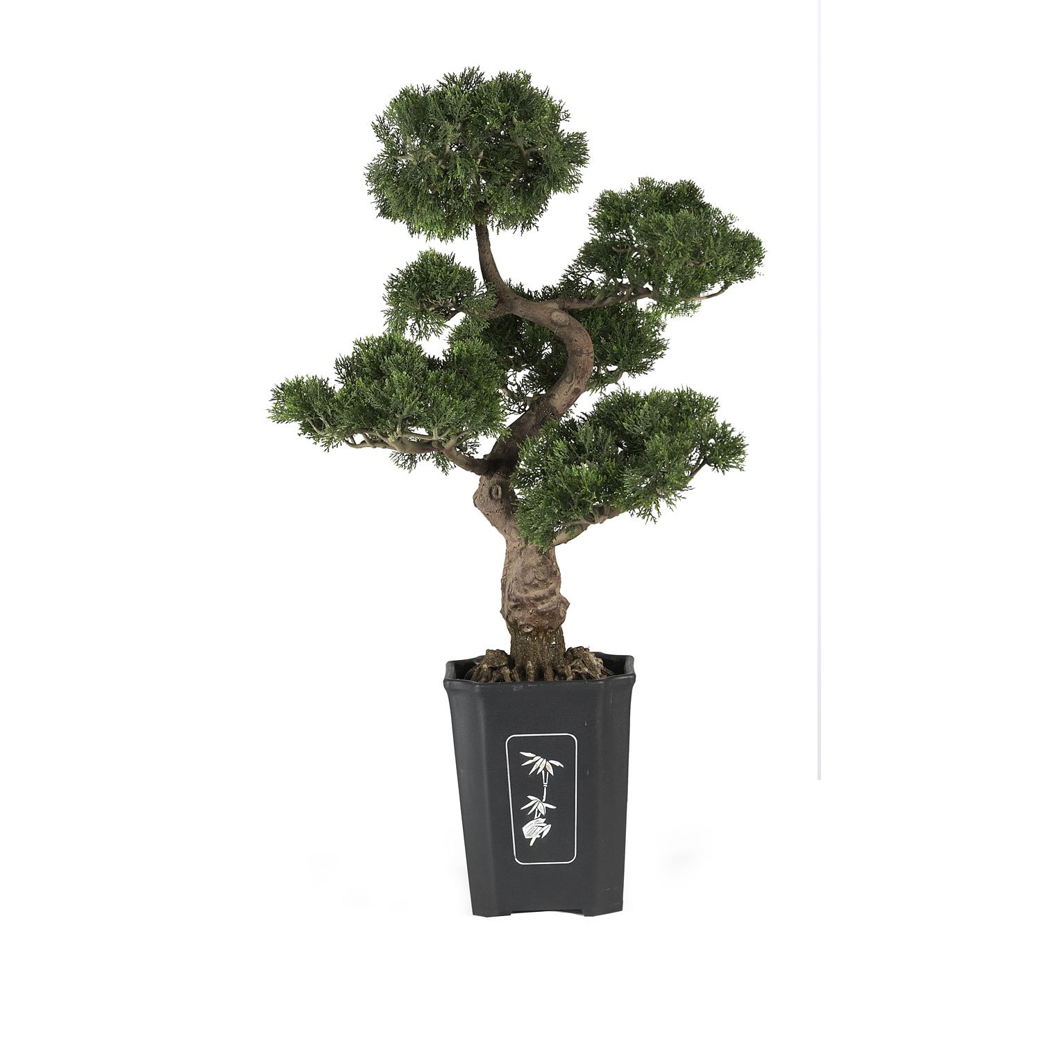 Cedar Bonsai Tree