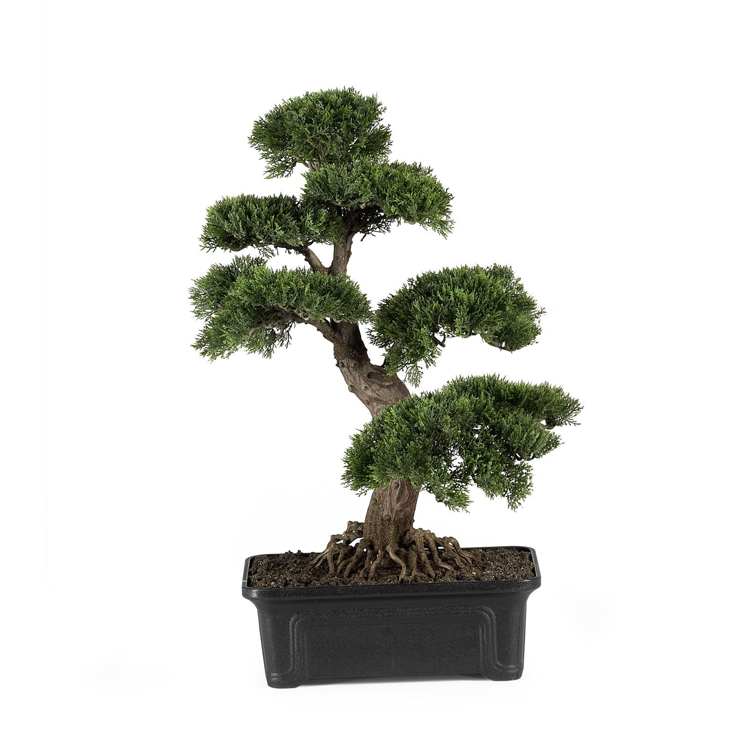 Cedar Bonsai Tree