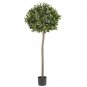 5' Sweet Bay Ball Silk tree