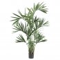6' Kentia Palm Silk Tree