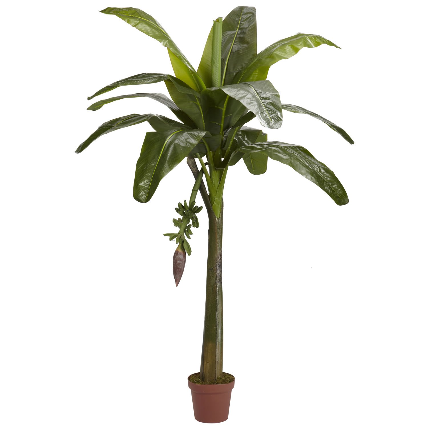 6' Banana Silk Tree
