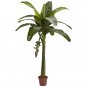 6' Banana Silk Tree