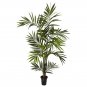 6' Kentia Palm Tree
