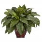 Birds Nest Fern w/Decorative vase