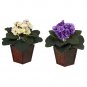 African Violet Silk Plant