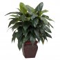 Cordyline w/Decorative Vase