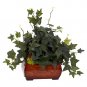 Puff Ivy Silk Plant