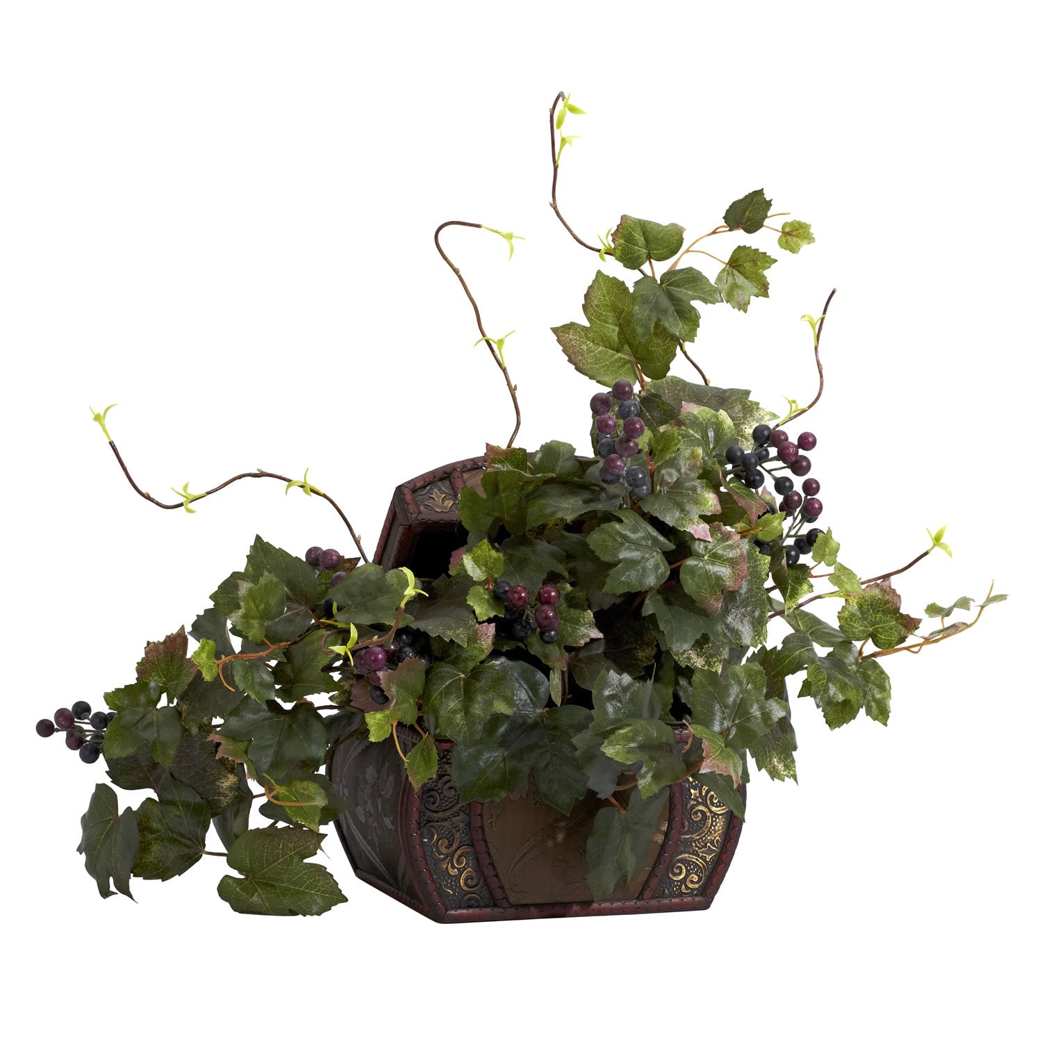 Grape Leaf Silk Plant