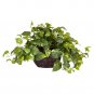 Pothos w/Decorative Planter